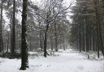 Winterwandeling in het Orderbos