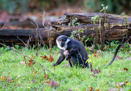L’Hoest meerkat geboren in Apenheul