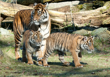 Twee in Arnhem geboren Sumatraanse tijgervrouwtjes verhuizen naar Zoo de Maubeuge (Frankrijk)