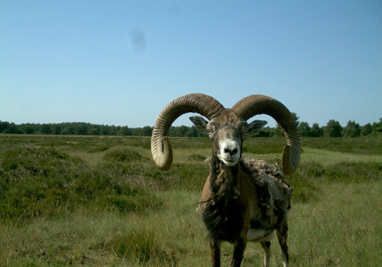 Natuur komt de huiskamer in