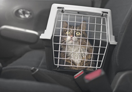 Dierenorganisaties slaan handen ineen voor Oekraïense dieren