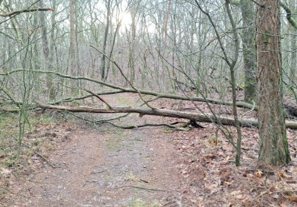 Het Nationale Park De Hoge Veluwe tijdens en na een storm