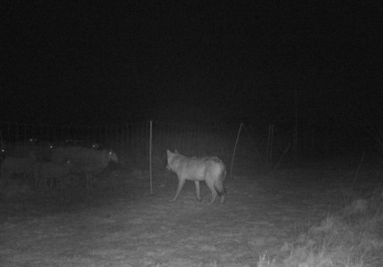 *VIDEO* Effectieve afrasteringsmaatregelen weren Veluwse wolf