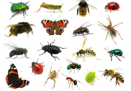 Deventer bioloog: ‘Zonder insecten is een leven op aarde niet mogelijk’
