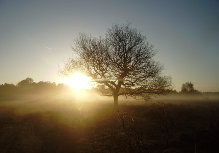 Wandeling voor vroege vogels over Gorsselse Heide