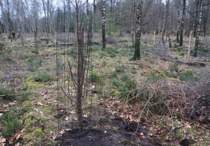 Waarom planten we bomen aan in Het Nationale Park De Hoge Veluwe?