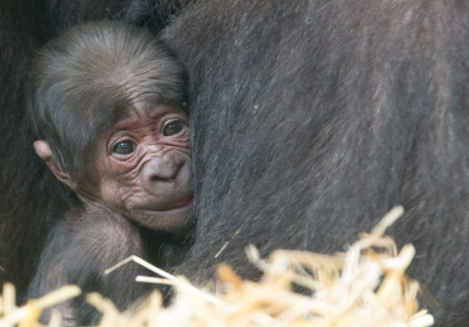 50e gorilla geboren in Apenheul tijdens 50-jarig jubileum