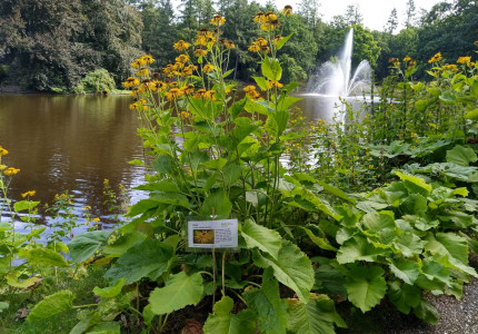 Wilde flora in Berg en Bos