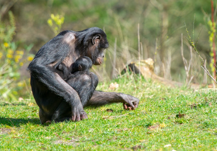 Bonobo geboren in Apenheul!