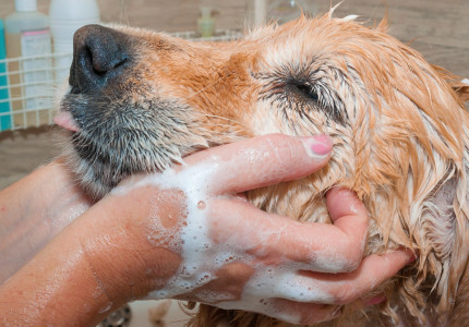Pets Place organiseert verwen-evenement voor trouwe viervoeters