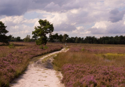 Vacatures Alzheimer Nederland Oost Veluwe (Apeldoorn, Brummen, Epe, Hattem, Heerde en Voorst)