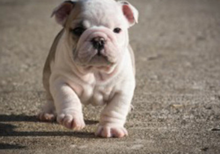 Puppy checklist: wat heb je allemaal nodig?
