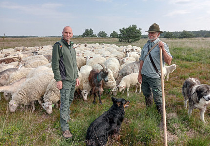 Schapen en honden werken samen in Hoog Buurlo