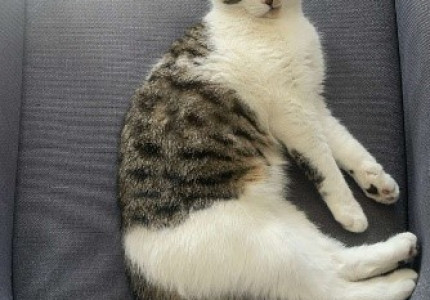 POES MARCO (VER)MIST EK