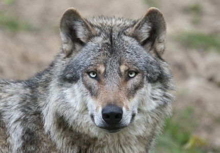 Lezing Wolven in Nederland”