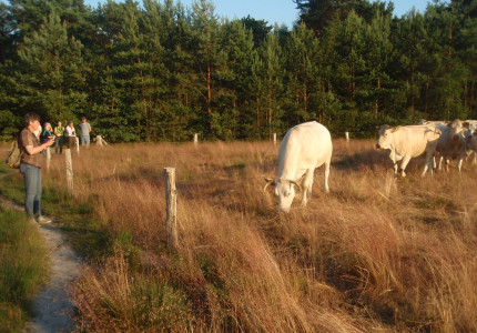 Wandeling op Gorsselse Heide