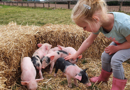 In (modder)bad met de varkens