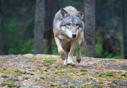Subsidie voorkomen wolvenschade