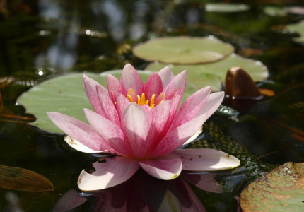 Bijzonder, biologisch en onderscheidend tuincentrum