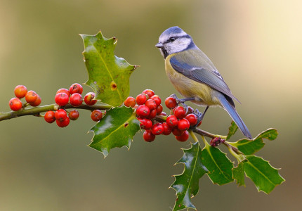 Nog meer van wilde vogels genieten
