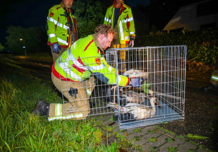 Jonge ooievaars met nest en al uit boom gewaaid en raken zwaargewond in Lieren