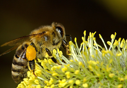 Nederlandse Bijenhoudersvereniging investeert op World Bee Day in biodiversiteit