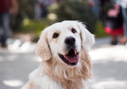 Honden en de hitte: 8 tips om je hond koel te houden