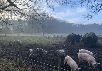 Dagbesteding ouderen tussen de varkens in Lettele