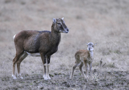 Boswachter Henk Ruseler: ‘Jaar van de moeflon op De Hoge Veluwe’