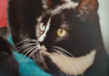 VERMIST! HELP ONS!!