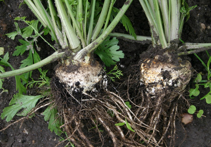 Biologische moestuin? Appeltje eitje!