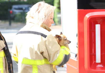 Hondje vast in afvoerputje; brandweer in actie
