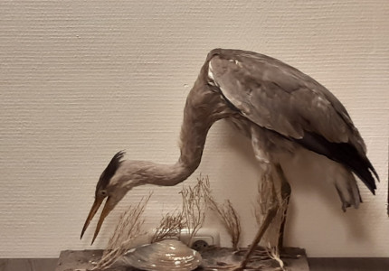 Vogeltentoonstelling bij Aardbalans