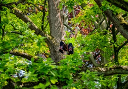 Apeldoorn drie dagen lang in het teken van bomen