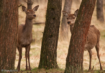 Wild kijken op landgoed De Dellen