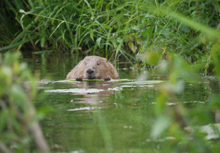 knuffeldieren, lastpakken of toch iets anders?