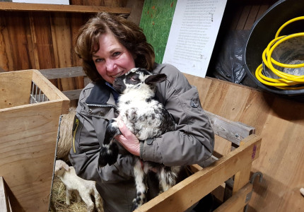 Eerste lammetjes geboren bij Schaapskudde de Belhamel