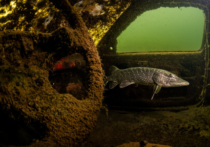 Jantina hengelt met snoek fotoprijs binnen