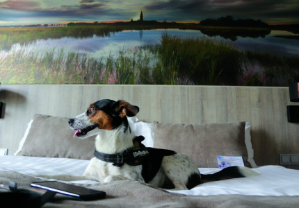 Twijfel je of de hond meegaat op vakantie? Dit zijn de mogelijkheden!