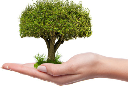 Plant een boompje waar u zelf wilt