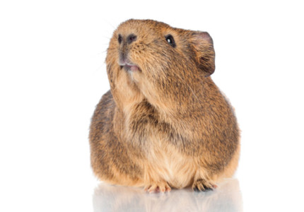 De allermooiste kleine dieren