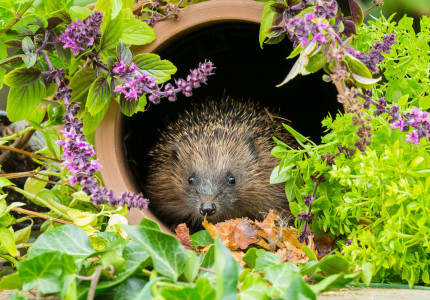Bijdragen aan lokale biodiversiteit:  dierenwelzijn in eigen tuin en op balkon