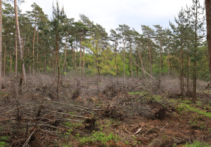 Dode prunussen beschermen nu jonge boompjes