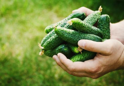 Een maand van oogsten, water geven en onkruid wieden in de moestuin