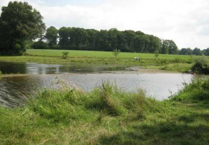 Leidingbreuk leidt tot massale sterfte onder vissen