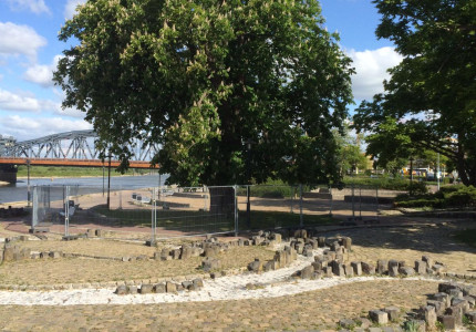 Noodkap voor oude kastanjeboom op IJsselkade