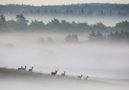 Onverwacht weerzien op de Veluwe