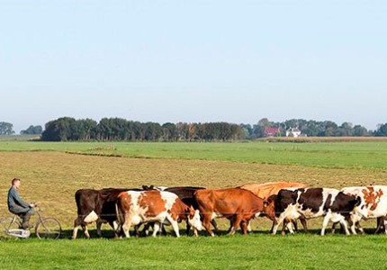 Boeren Gelderland slaan alarm om dodelijk kruid voor dieren