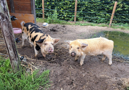 Dierenfeest in kinderboerderij