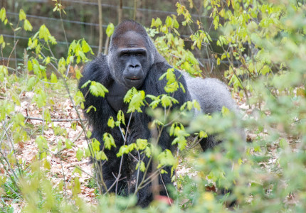 Vier de verjaardag van gorillaleider Bao Bao mee